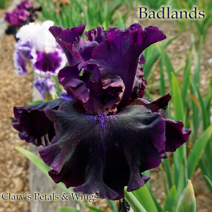 Badlands - 2003 Tall Bearded Iris