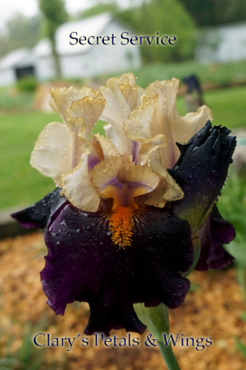 Secret Service - 2002 Tall Bearded Iris