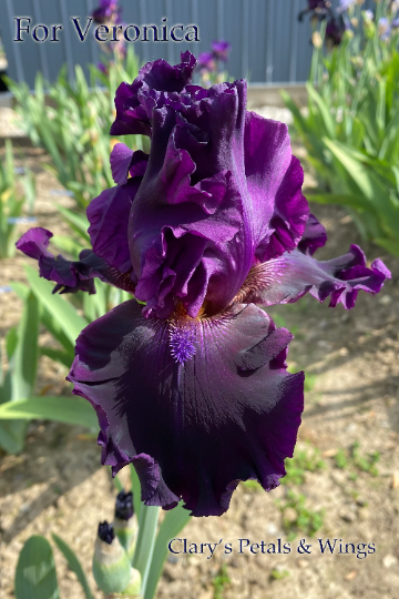 FOR VERONICA - 2015 - Tall Bearded Iris