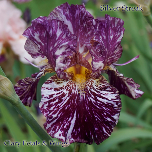 SILVER STREAK 2006 Tall Bearded Iris