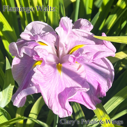 FLAMINGO WALTZ - Ensata - Japanese Iris
