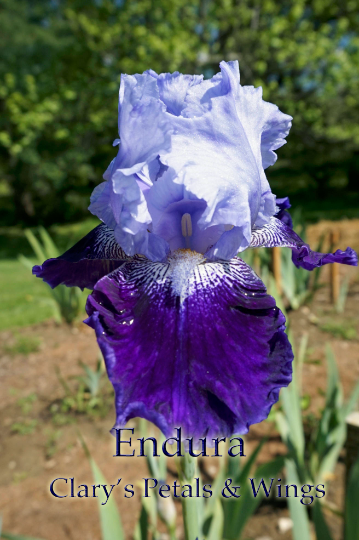 Endura - Tall Bearded Iris