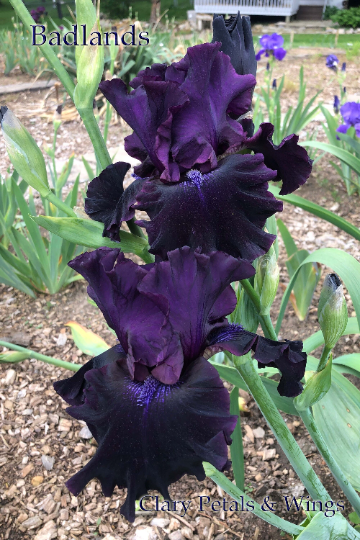 Badlands - 2003 Tall Bearded Iris