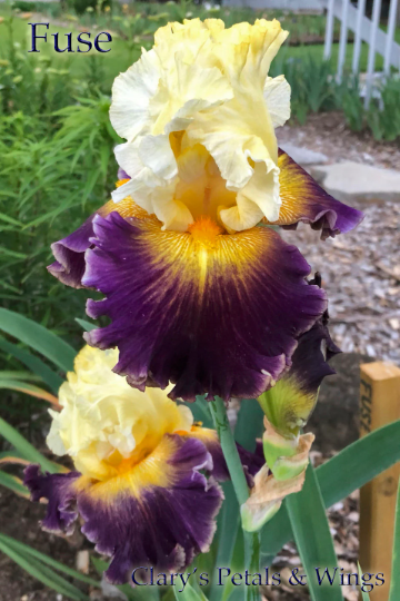 Fuse - Tall Bearded Iris