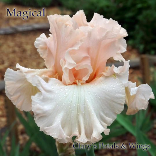 MAGICAL - Tall Bearded Iris