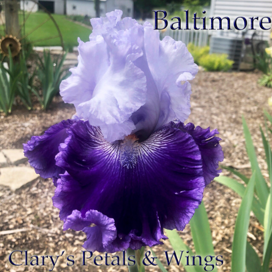 Baltimore - Tall Bearded Iris