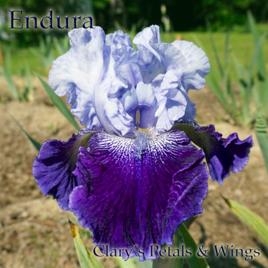 Endura - Tall Bearded Iris