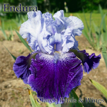 Endura - Tall Bearded Iris