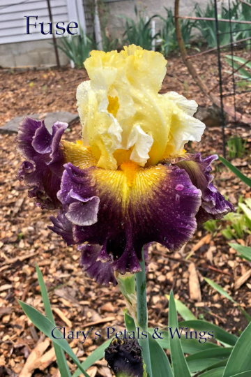 Fuse - Tall Bearded Iris