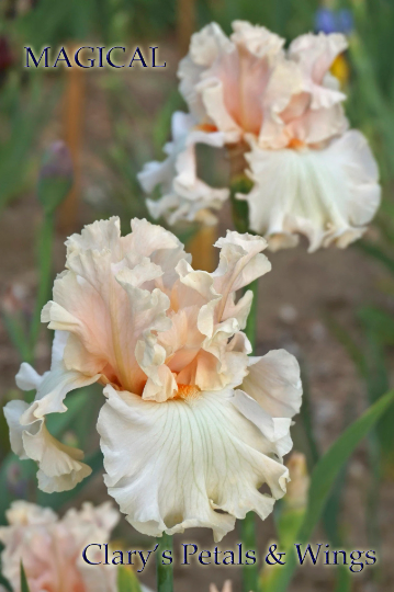 MAGICAL - Tall Bearded Iris