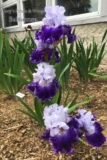 Baltimore - Tall Bearded Iris