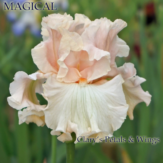 MAGICAL - Tall Bearded Iris