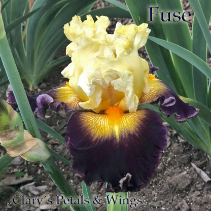 Fuse - Tall Bearded Iris