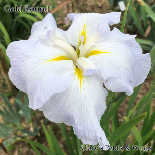 GOLD BOUND - Ensata - Japanese Iris