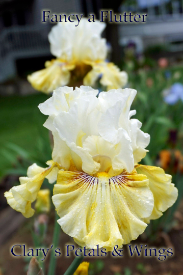 FANCY A FLUTTER 2006 Tall Bearded Iris