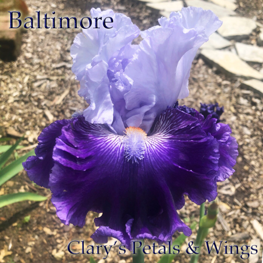 Baltimore - Tall Bearded Iris