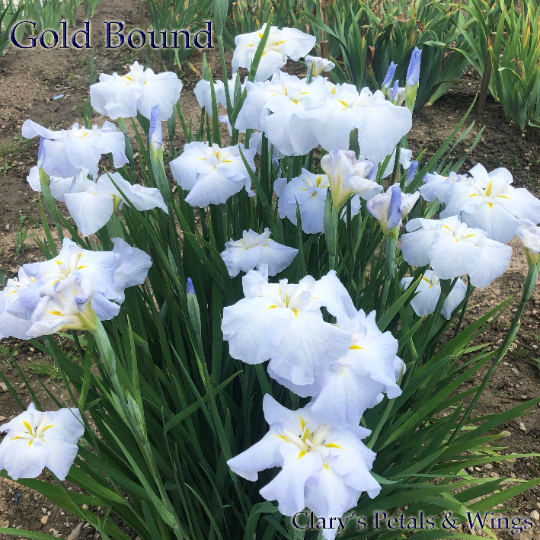 GOLD BOUND - Ensata - Japanese Iris