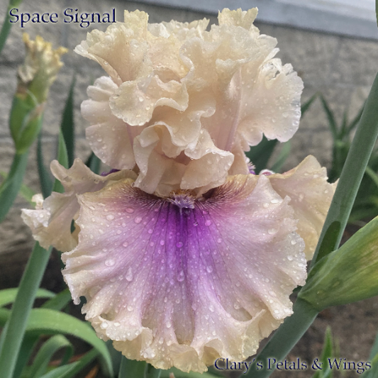 SPACE SIGNAL - 2018 Tall Bearded Iris