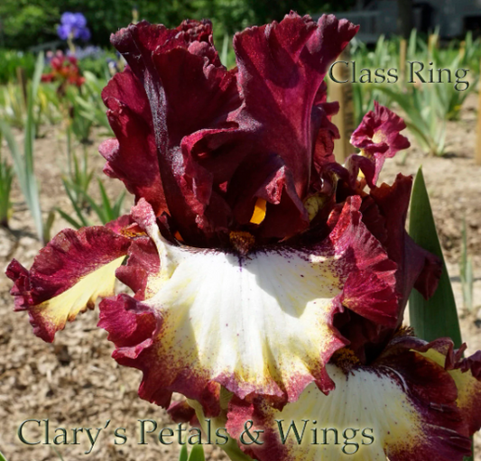 CLASS RING - 2010 Red Plicata Tall Bearded Iris
