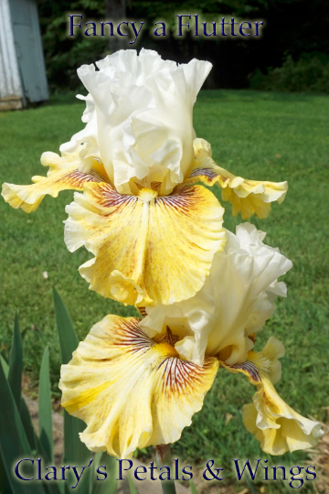 FANCY A FLUTTER 2006 Tall Bearded Iris