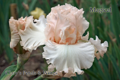 MAGICAL - Tall Bearded Iris