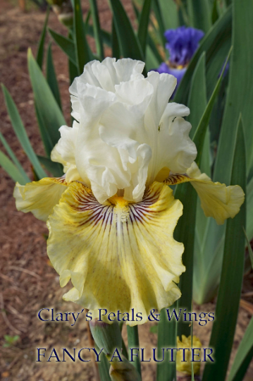 FANCY A FLUTTER 2006 Tall Bearded Iris