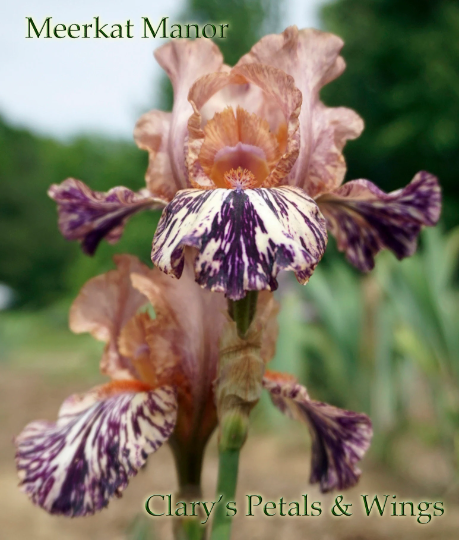MEERKAT MANOR - 2008 Border Bearded Iris
