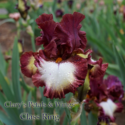 CLASS RING - 2010 Red Plicata Tall Bearded Iris