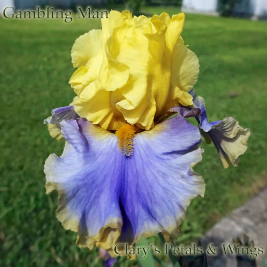 GAMBLING MAN - 2014 TB-Fragrant