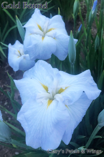 GOLD BOUND - Ensata - Japanese Iris