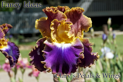 FANCY IDEAS - Tall Bearded Iris