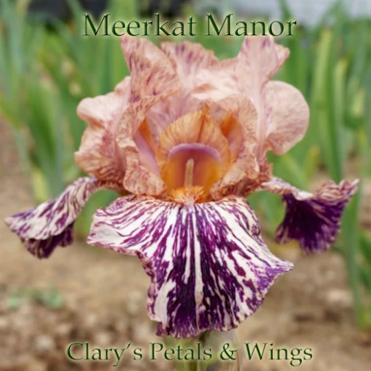 MEERKAT MANOR - 2008 Border Bearded Iris