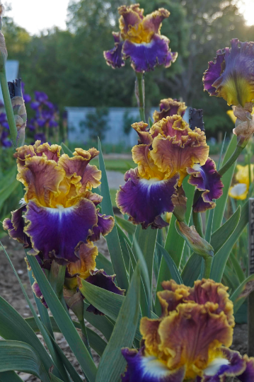 FANCY IDEAS - Tall Bearded Iris