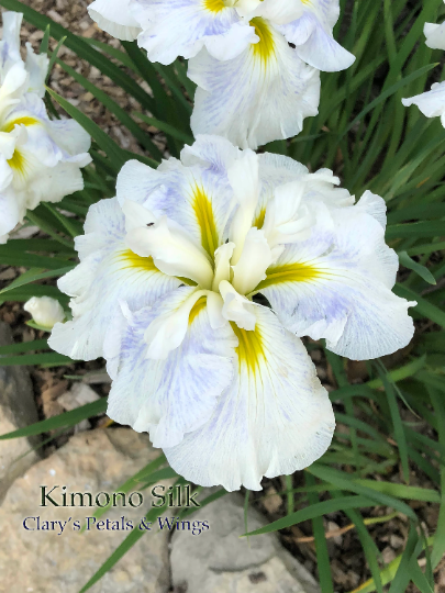 Kimono Silk - Ensata - Japanese Iris