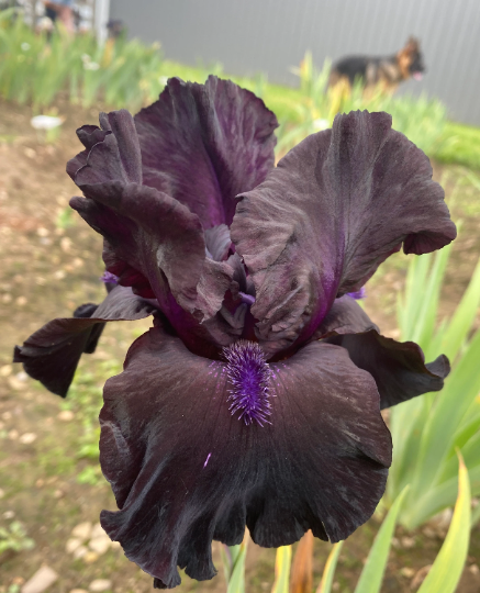 MIDNIGHT OIL - 1998 Tall Bearded Iris