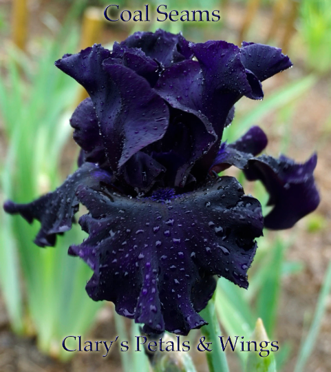 Coal Seams - Tall Bearded Iris