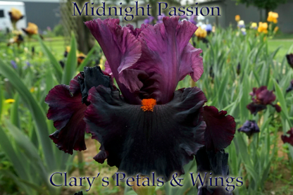 MIDNIGHT PASSION - 2008 Tall Bearded Iris