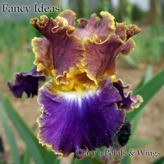 FANCY IDEAS - Tall Bearded Iris