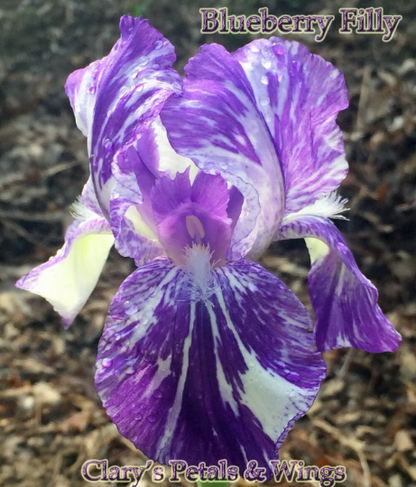 Blueberry Filly - Intermediate Bearded Iris
