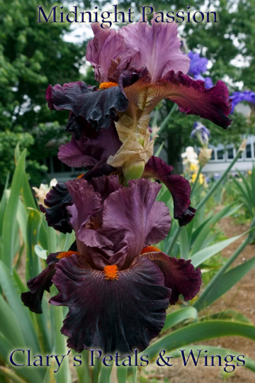 MIDNIGHT PASSION - 2008 Tall Bearded Iris