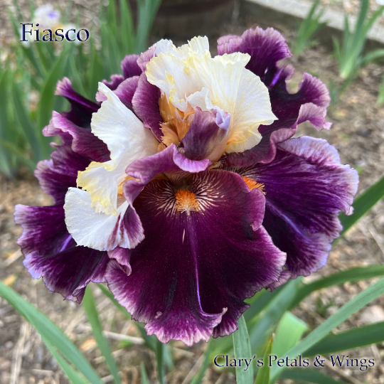 FIASCO - 2018 - Tall Bearded Iris