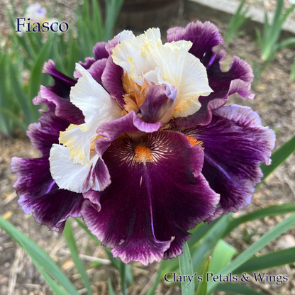 FIASCO - 2018 - Tall Bearded Iris