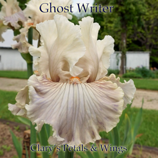Ghost Writer - 2011 Tall Bearded Iris