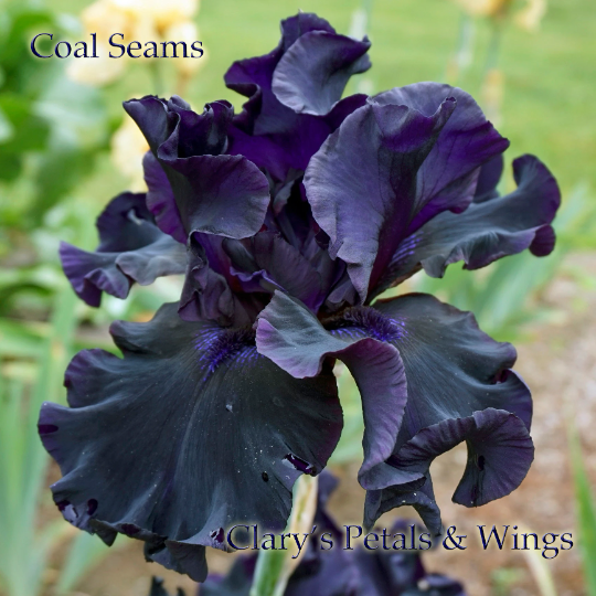 Coal Seams - Tall Bearded Iris