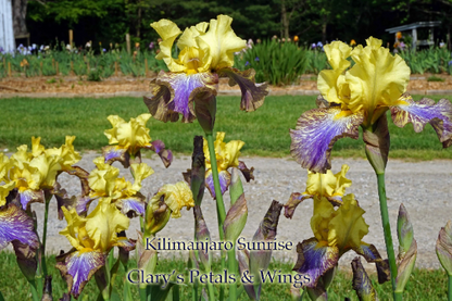 KILIMANJARO SUNRISE - Tall Bearded Iris