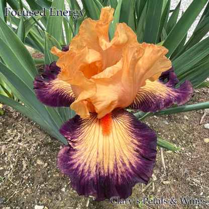 FOCUSED ENERGY - 2021 Tall Bearded Iris