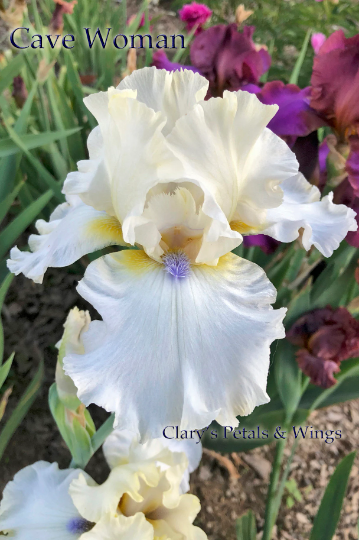 CAVE WOMAN - 2013 - TB - Fragrant