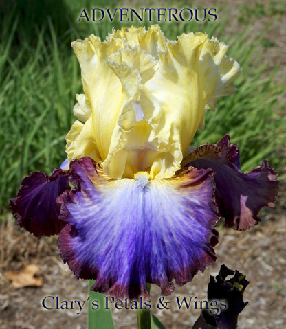 ADVENTUROUS - SUTTON 2010 - Tall Bearded Iris