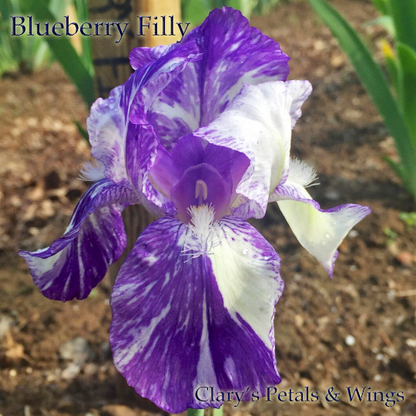 Blueberry Filly - Intermediate Bearded Iris