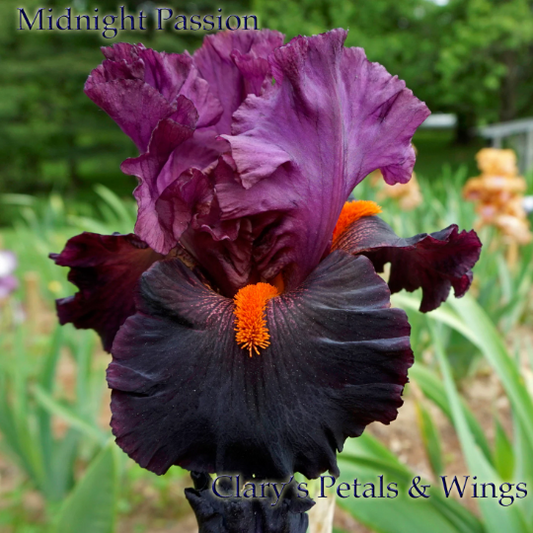 MIDNIGHT PASSION - 2008 Tall Bearded Iris